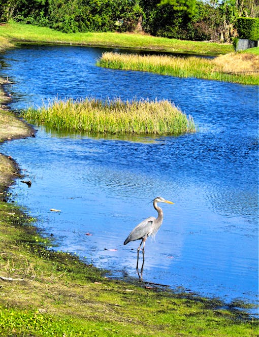 Great blue heron in pond