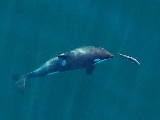 A young southern resident orca chases a chinook salmon