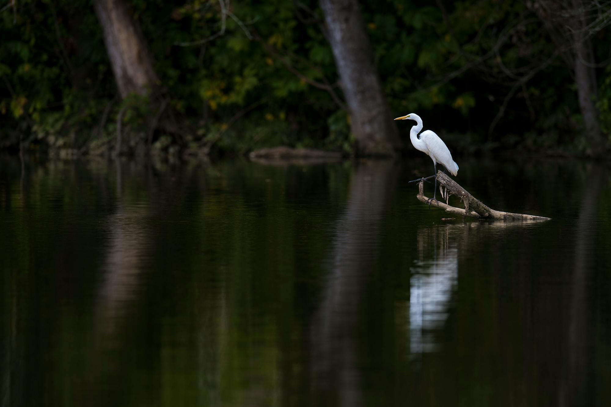 Lone great egret on branch over water