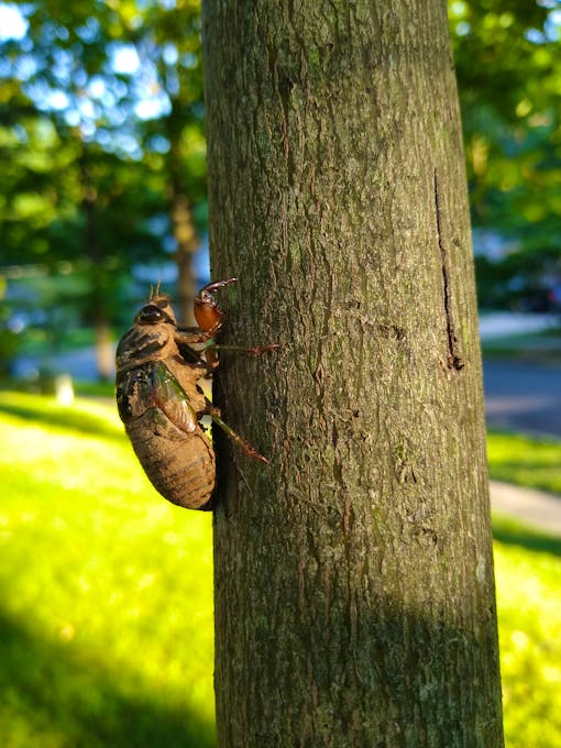 cicada on tree