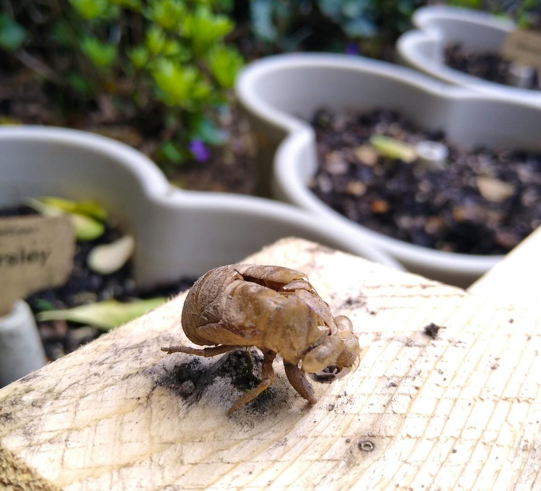 cicada on wood