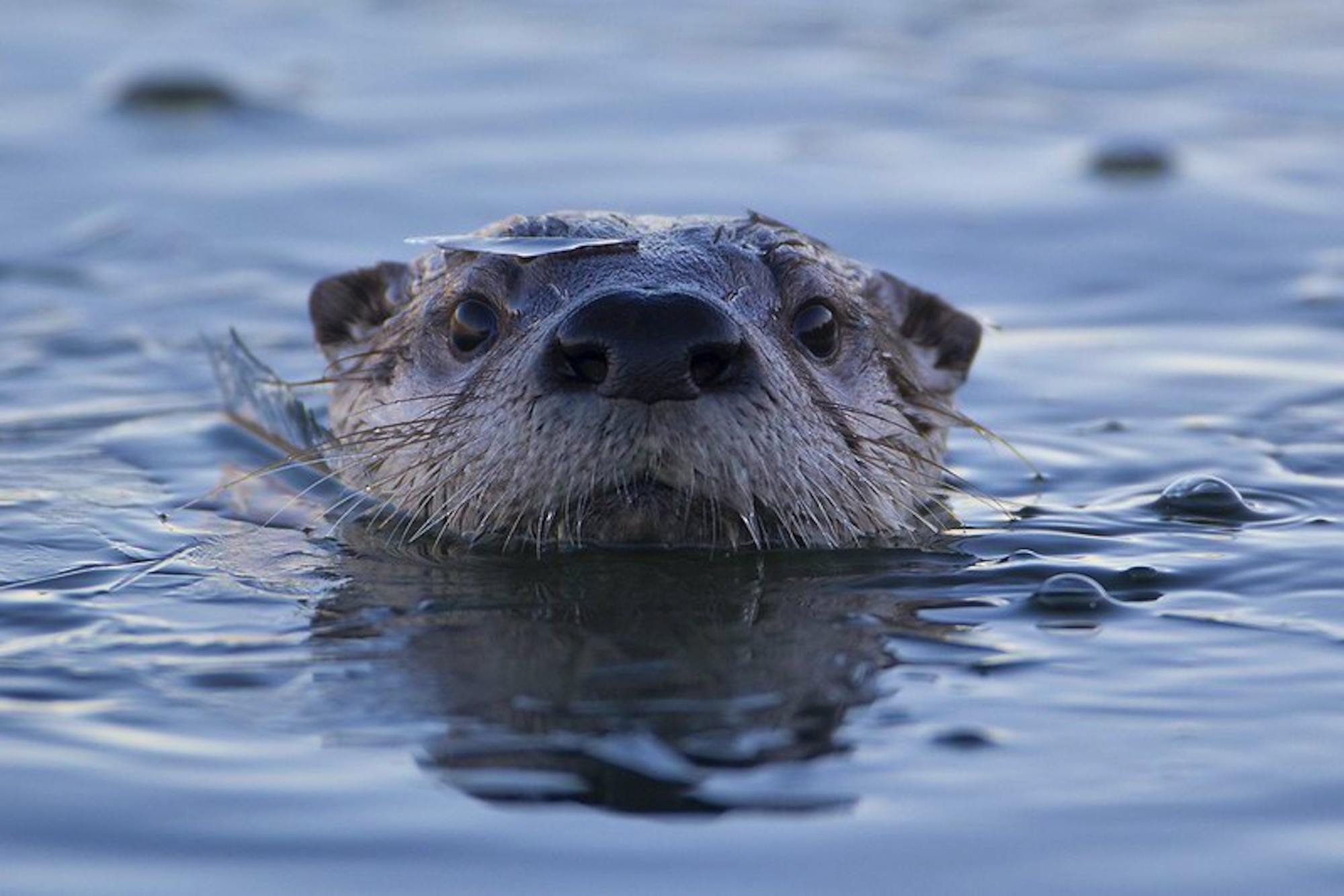 River otter in icy river