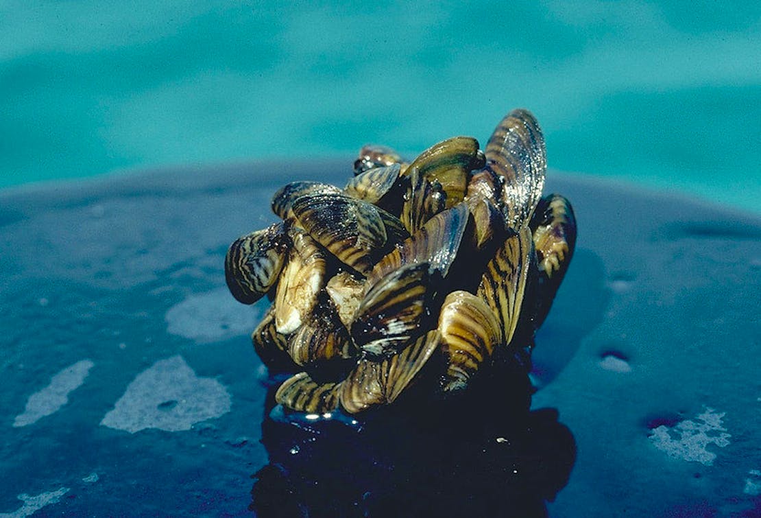 Zebra mussel cluster