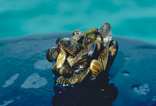 Zebra mussel cluster