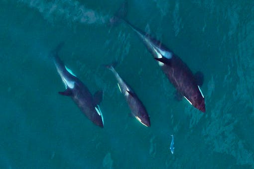 A family group of southern resident orcas chasing a salmon 