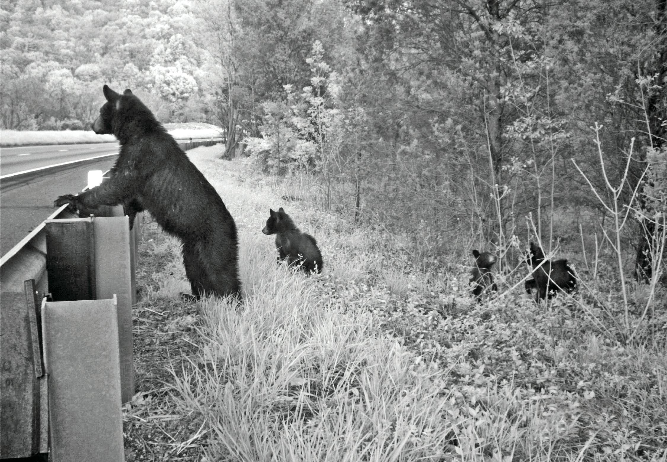 Bear and cubs standing at guardrail