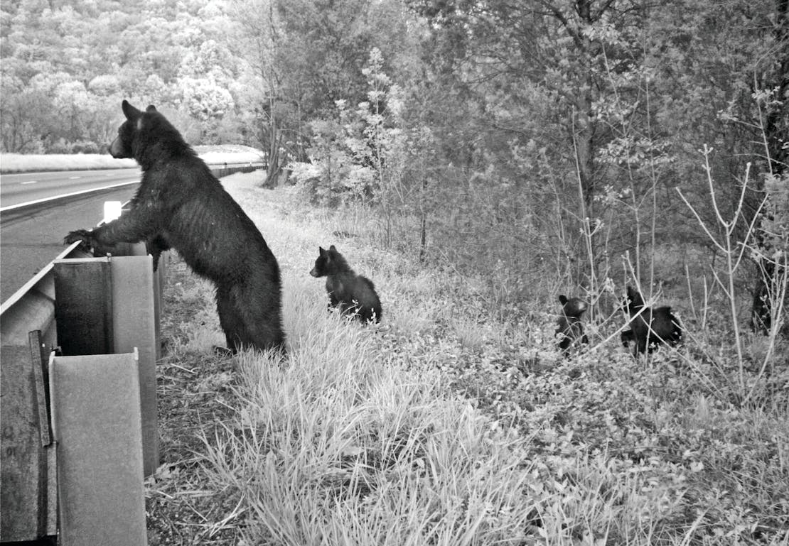 Bear and cubs standing at guardrail