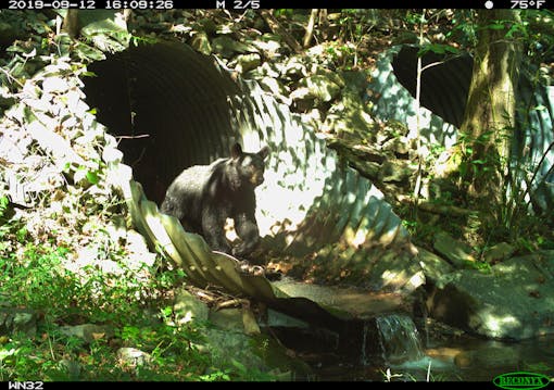 Bear exiting culvert