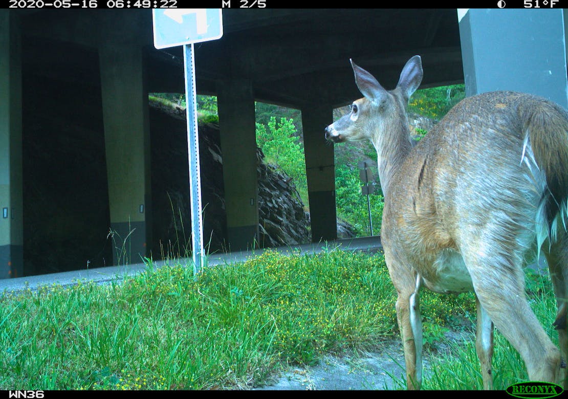 Deer and underpass