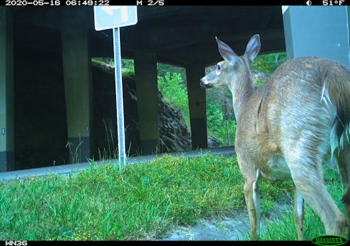 Deer and underpass