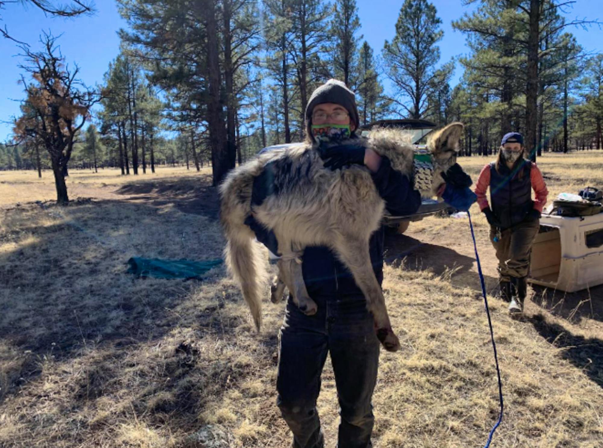 Wildlife Technician Walking and Carrying a Sedated Wolf at Field Camp