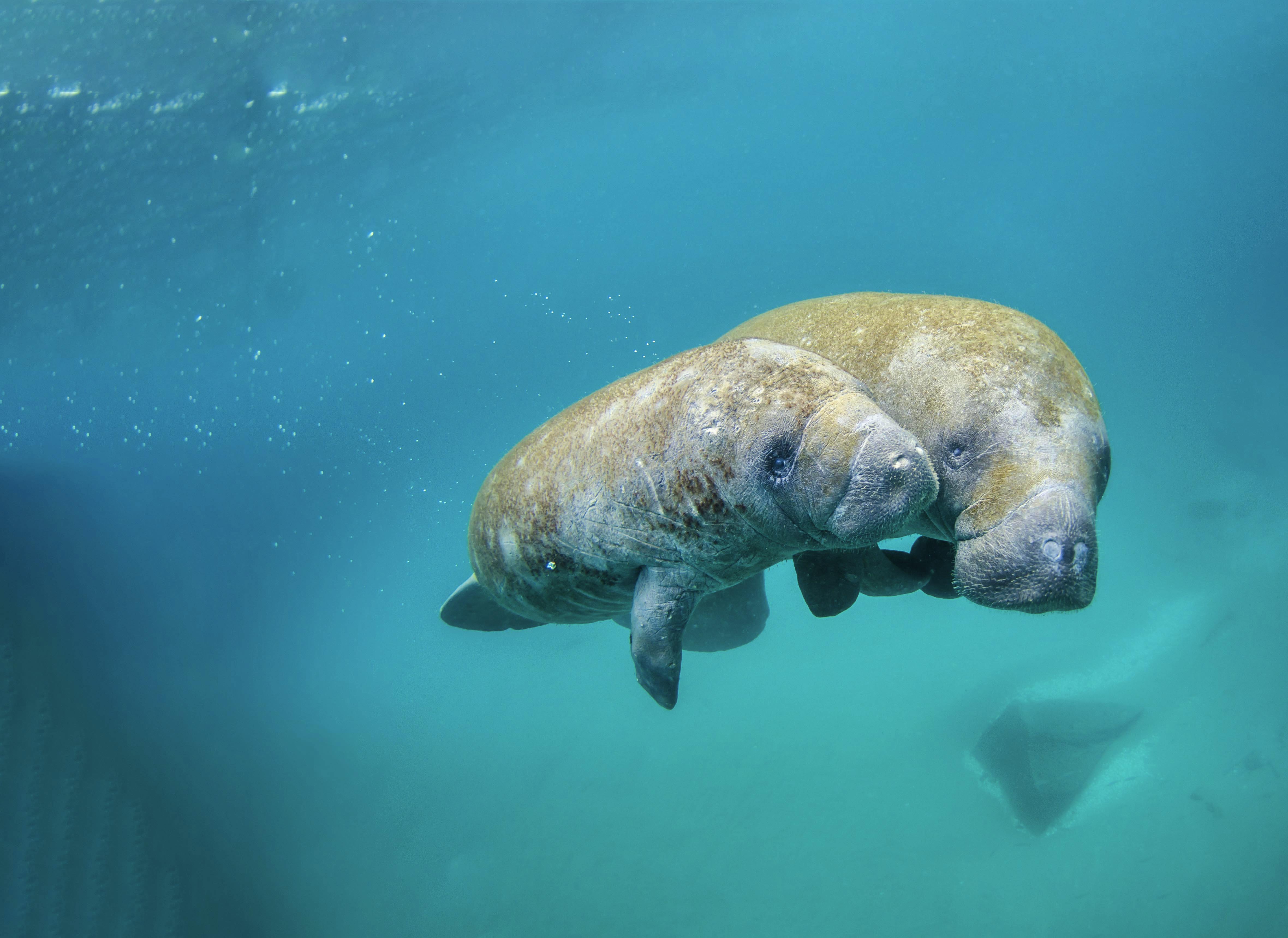 Mother Manatee and Calf Swimming