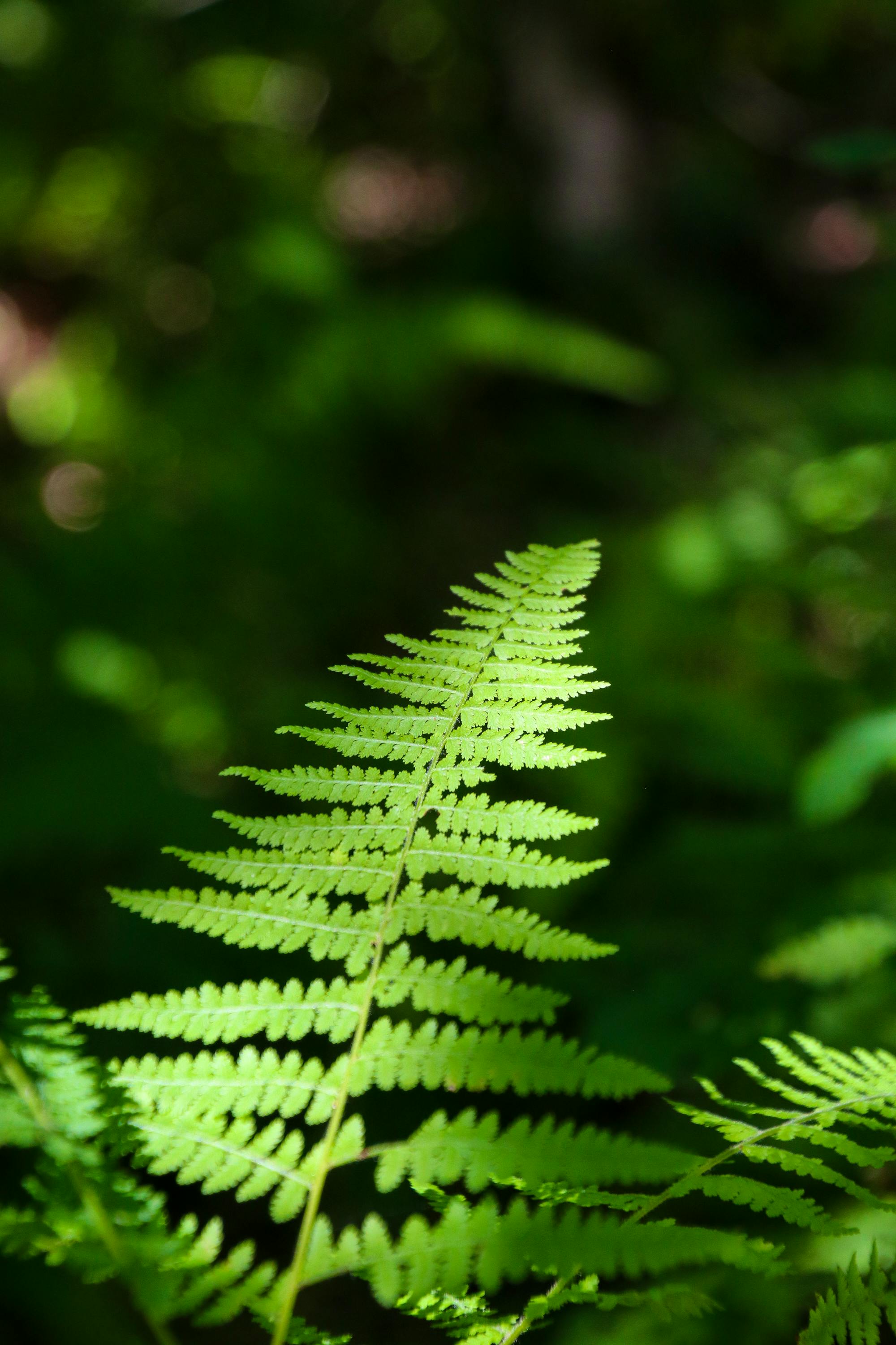 Green fern in light