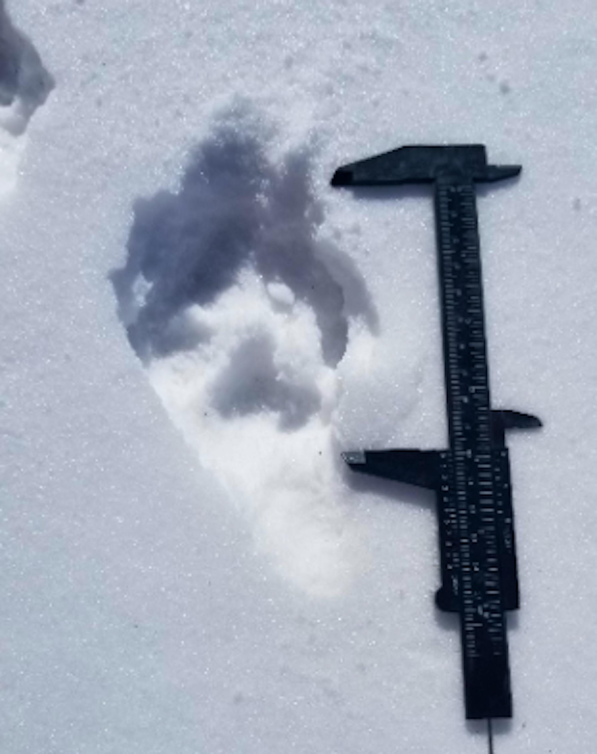 Possible Wolf or Coyote Track in the Snow with Measuring Tool 