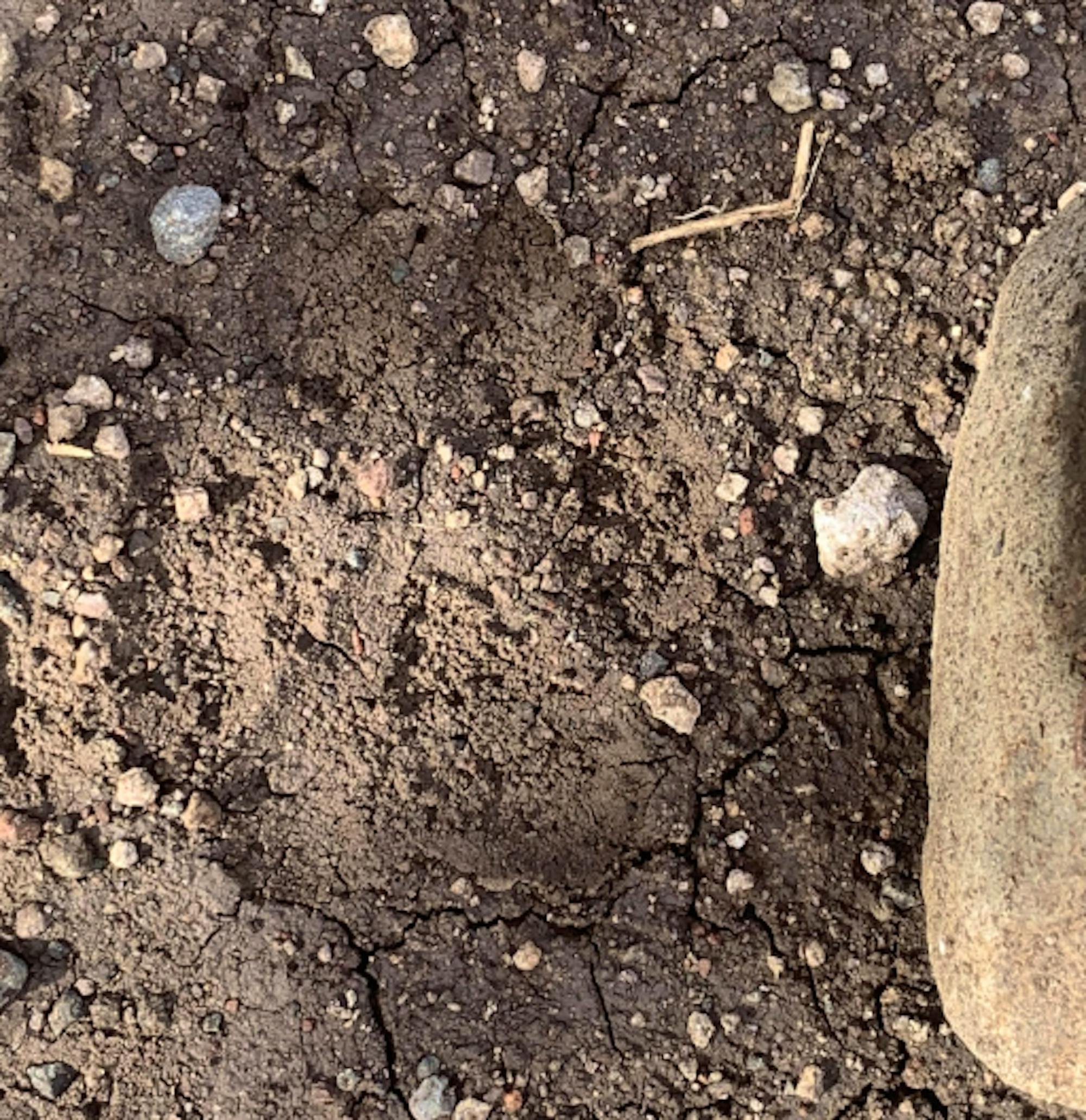 Wolf Track on Dirt Road Near Buzzard Peak