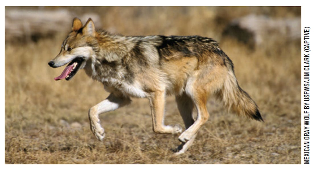 Mexican gray wolf