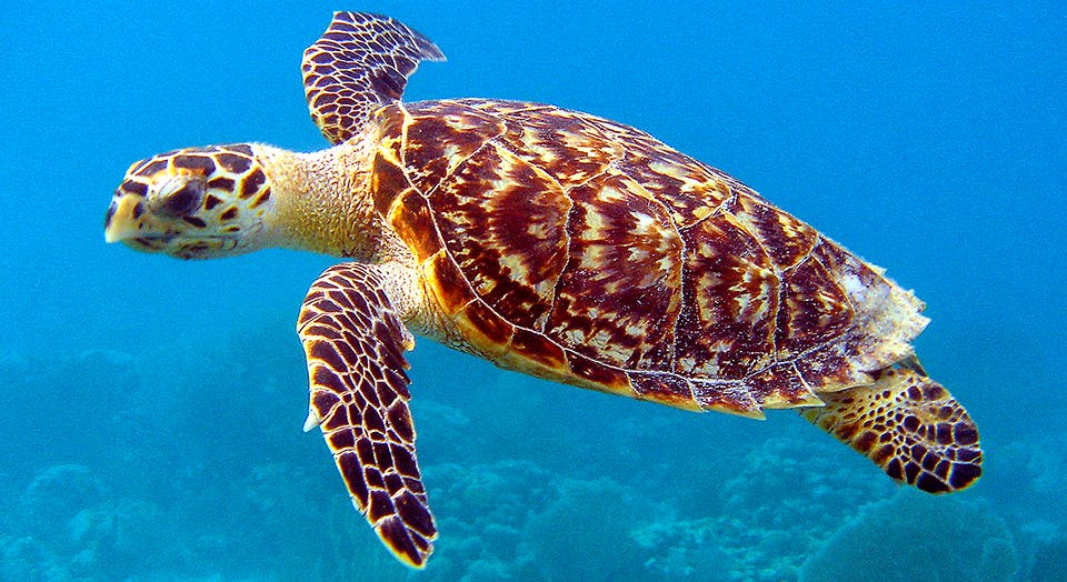 Hawksbill sea turtle by NOAA/Caroline S. Rogers