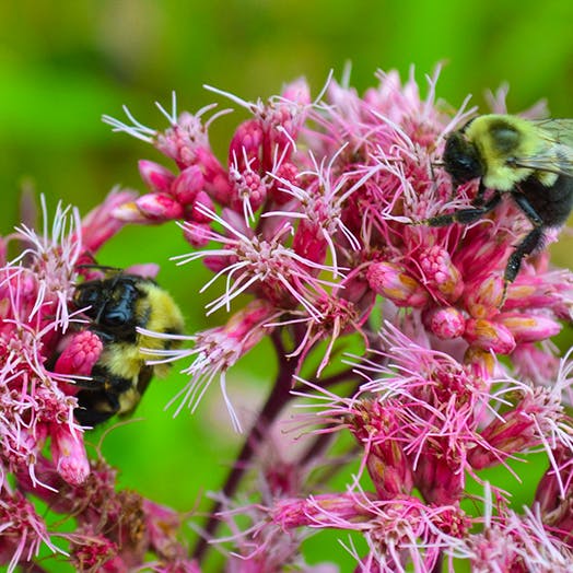 Eastern bumble bees pollinating Joe pye weed