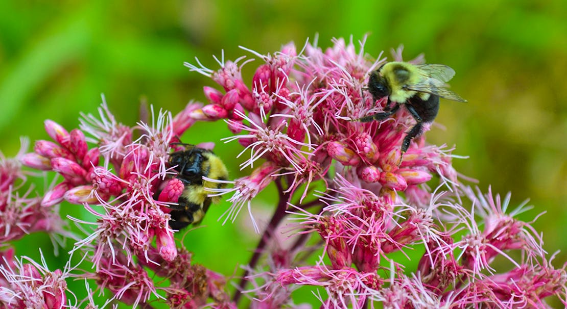 Eastern bumble bees pollinating Joe pye weed