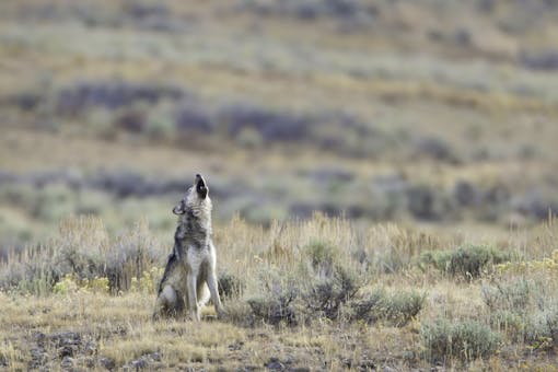 gray wolf howling in lamar valley