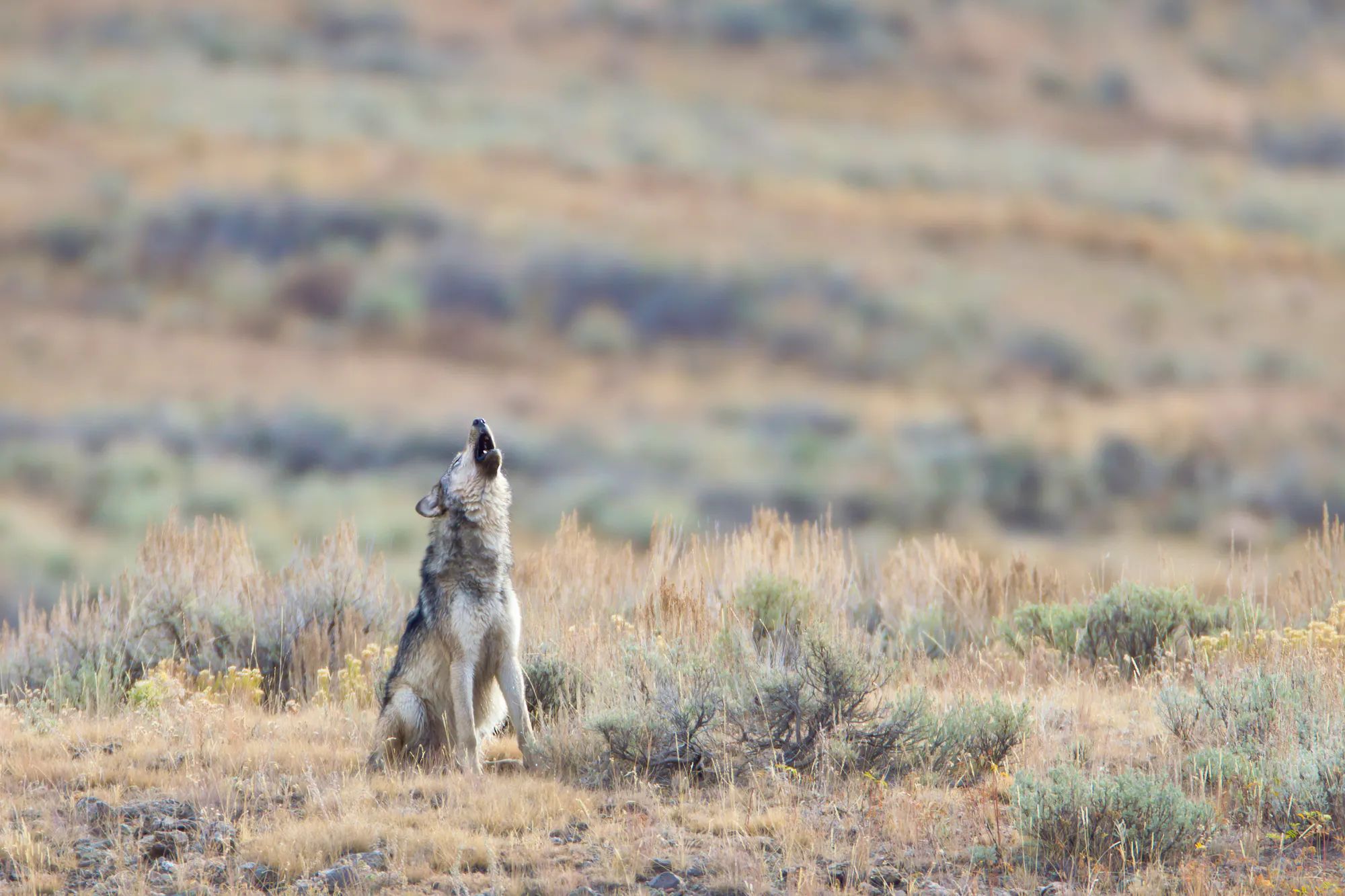 Wolf Collared Movement Collared Wolf Crosses Interstate-90 in Washington for First Time Ever ...