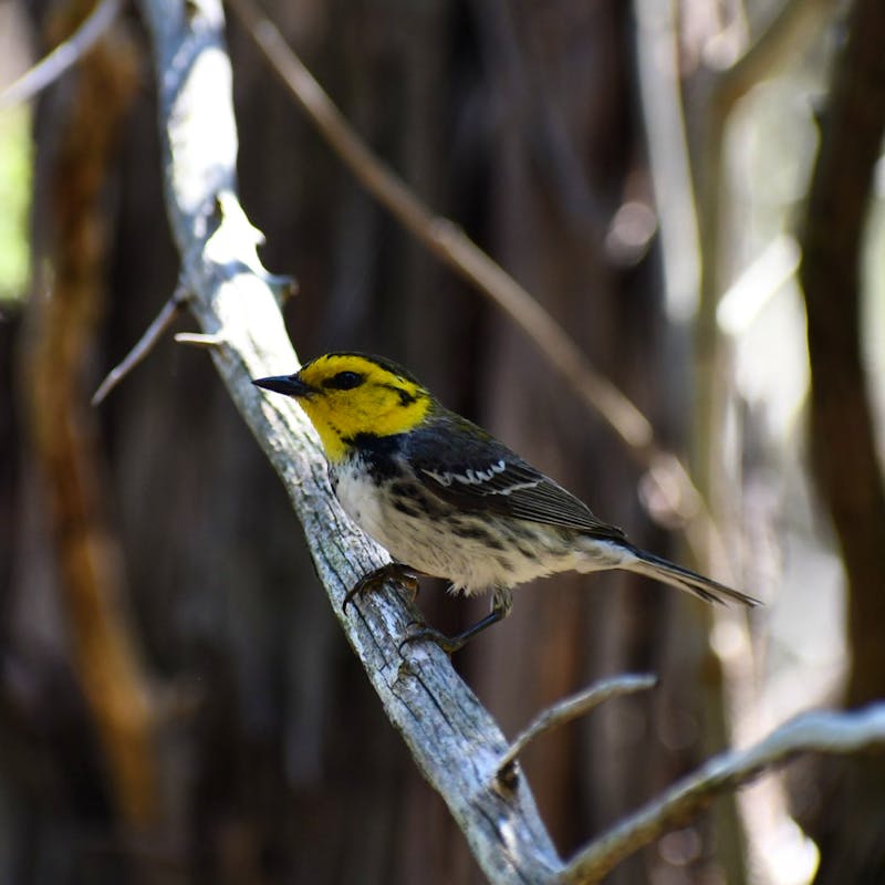 Golden-cheeked warbler