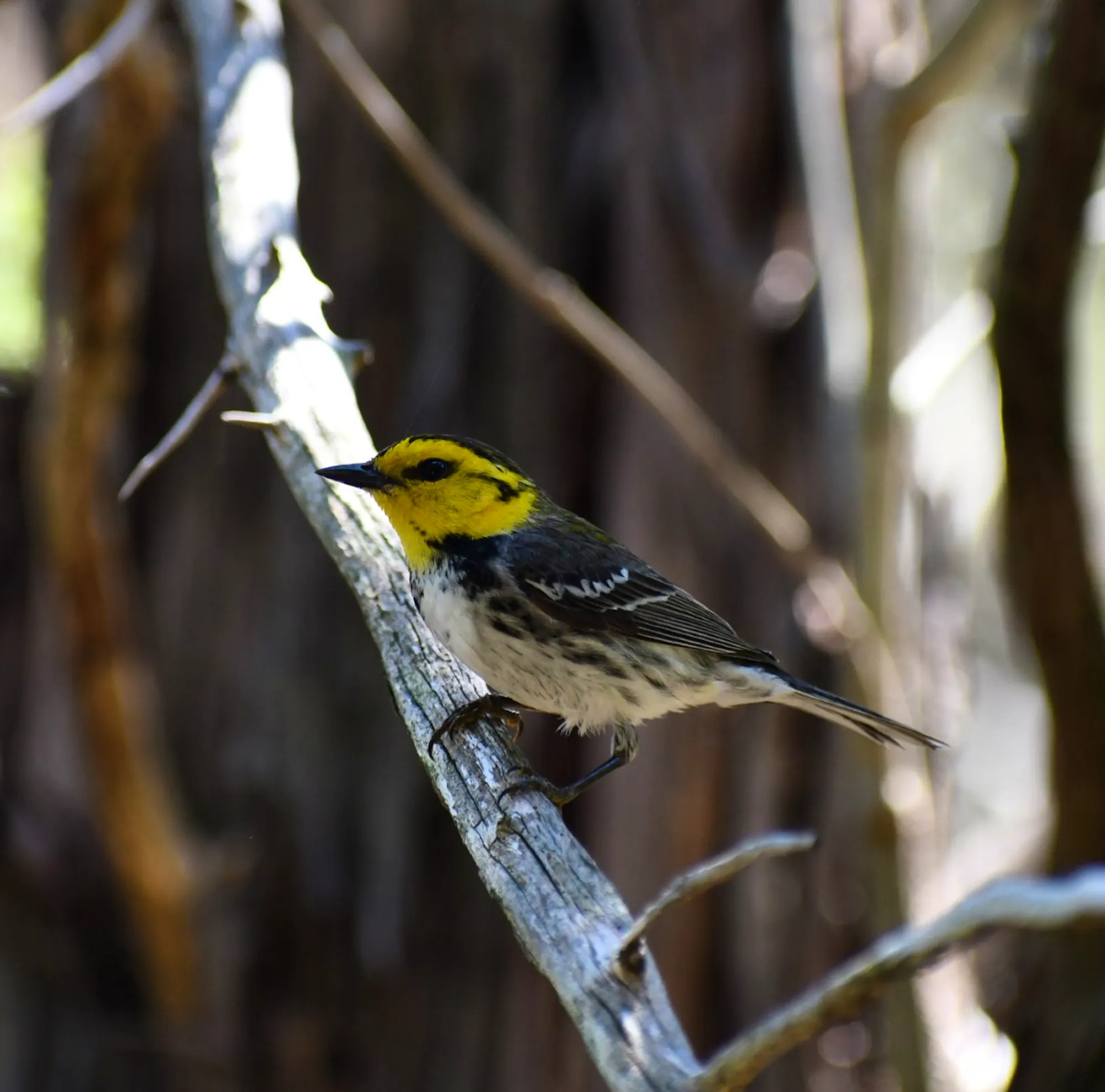 The Locals Who Shape Us: Songbirds of Austin, Texas