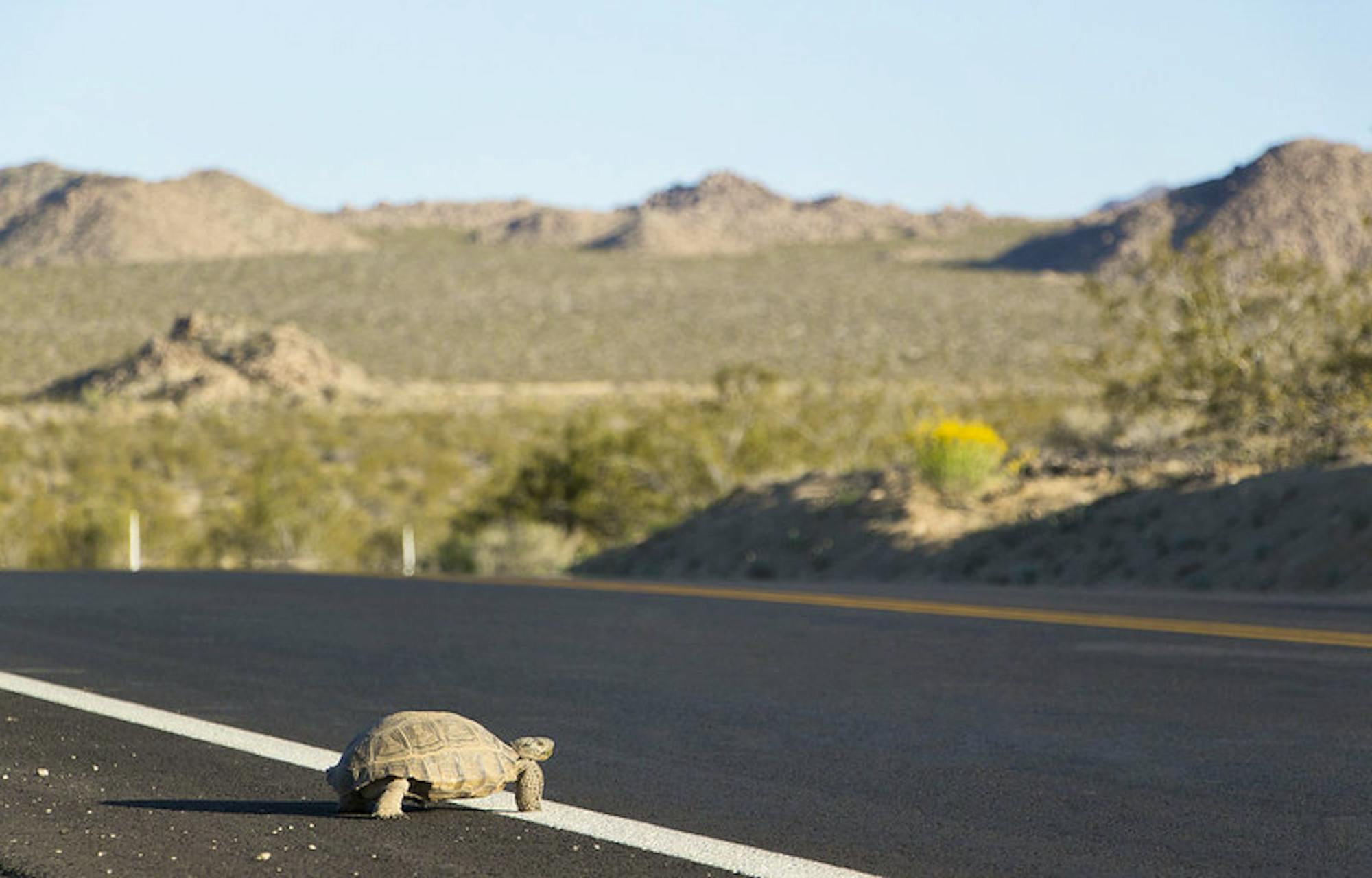 Desert tortoise crossing roadway