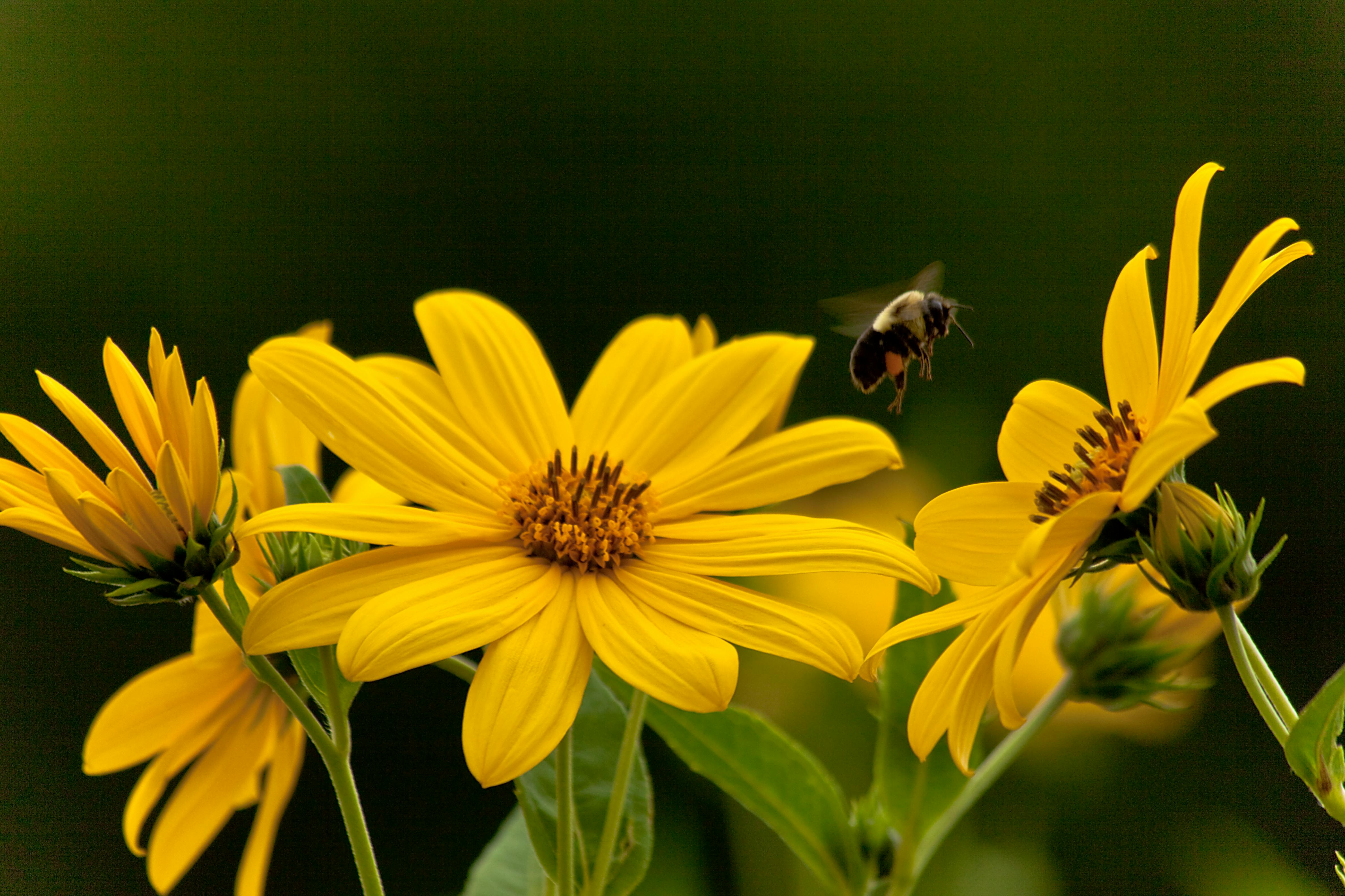 Bumble Bee Collecting Pollen
