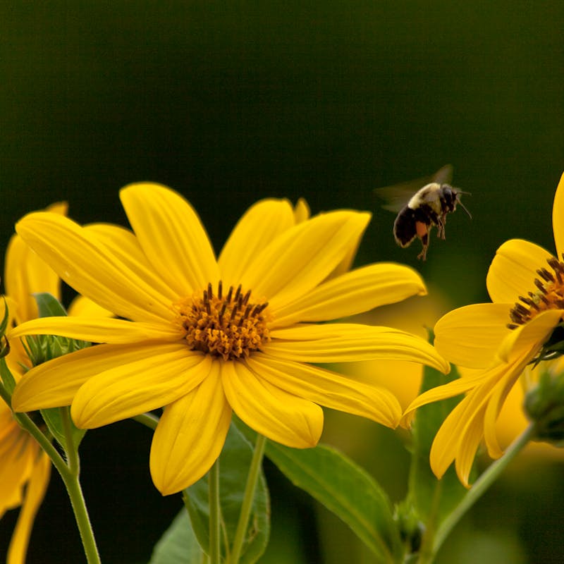 Bumble Bee Collecting Pollen