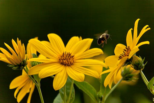 Bumble Bee Collecting Pollen