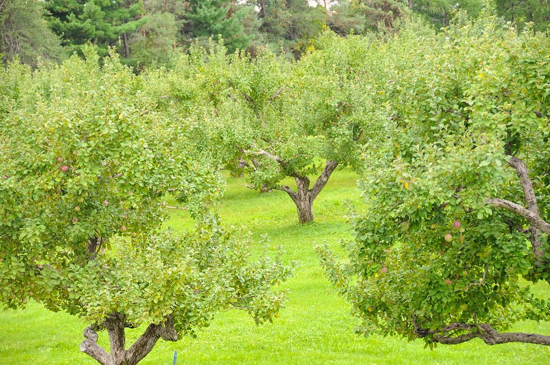 Apple Orchard