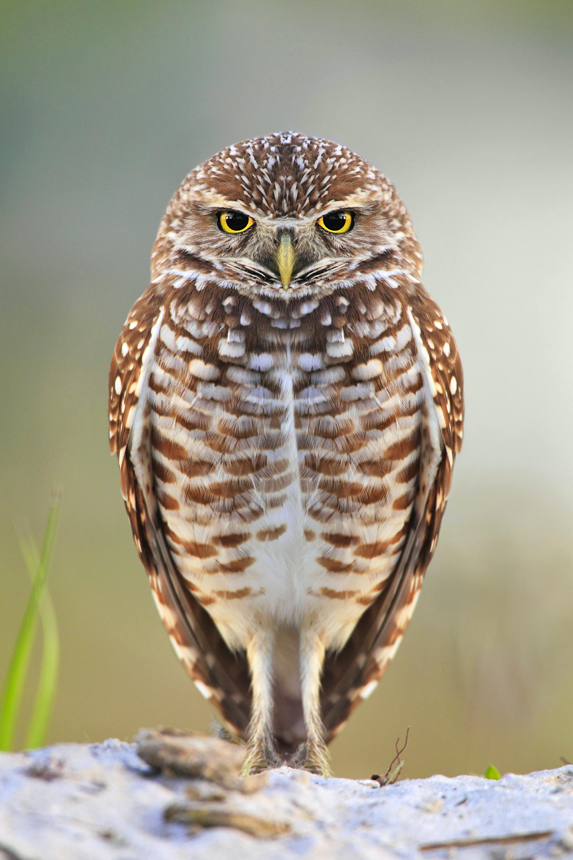 Burrowing owl