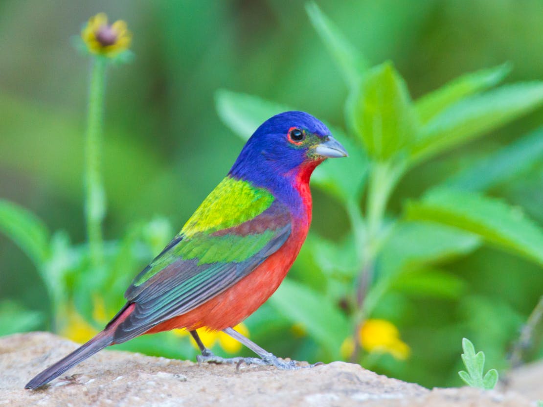 Painted bunting on ground