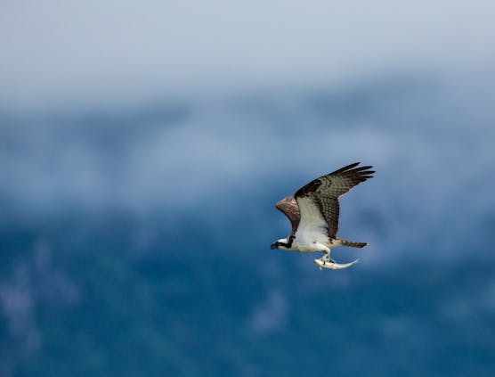 Osprey Flying With a Dolly Vardin 