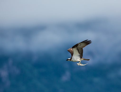 Osprey Flying With a Dolly Vardin 