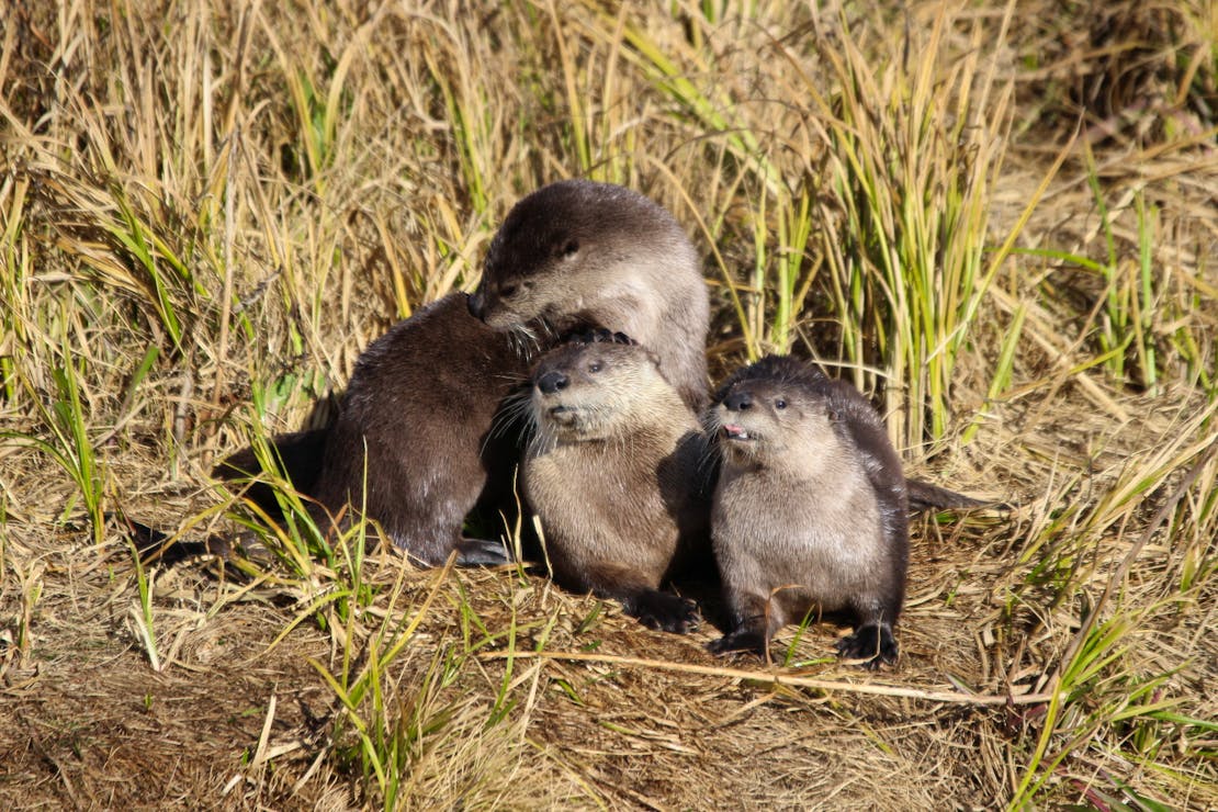 River otter family on bank