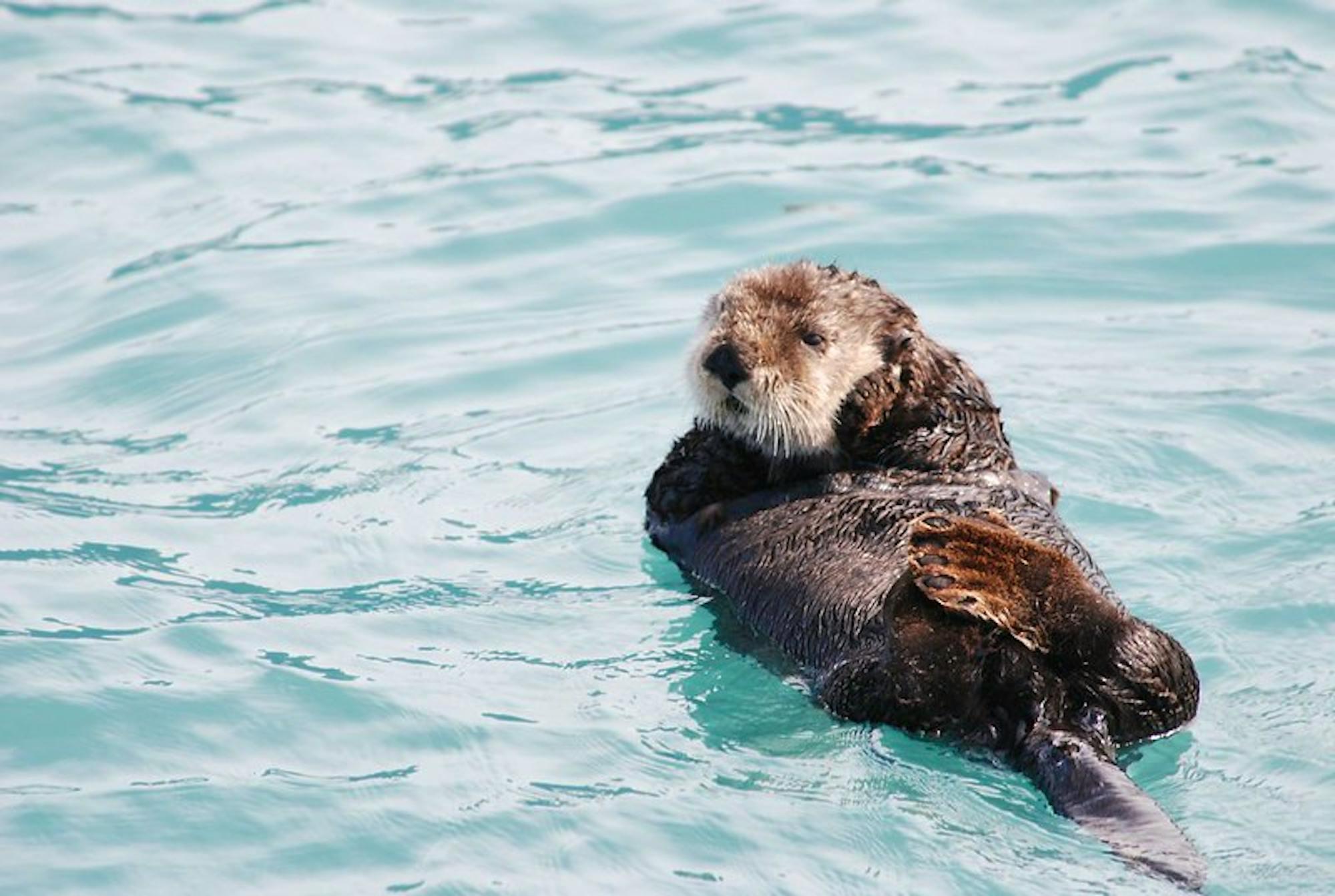 Sea otter