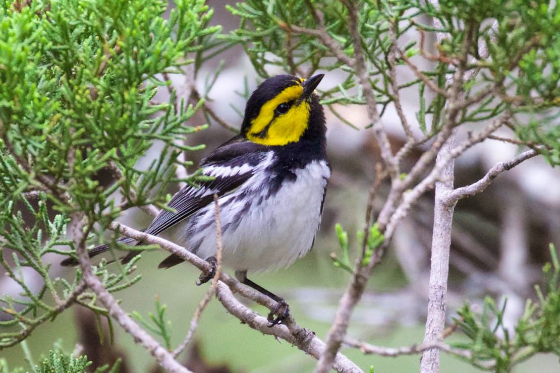 Golden-cheeked Warbler male