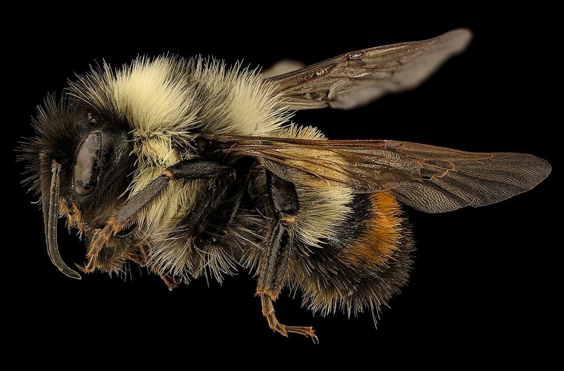 Male rusty patched bumble bee