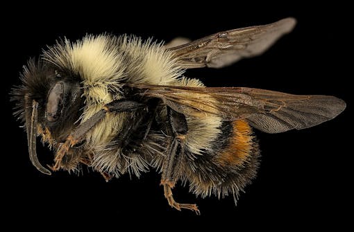 Male rusty patched bumble bee