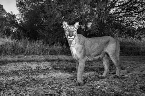 Florida panther in black and white