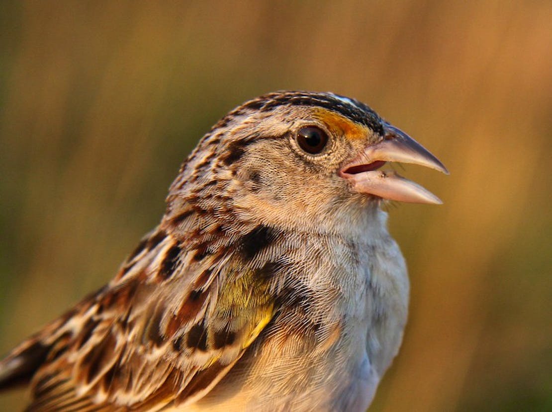 Florida grasshopper sparrow