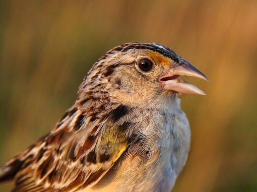 Florida grasshopper sparrow