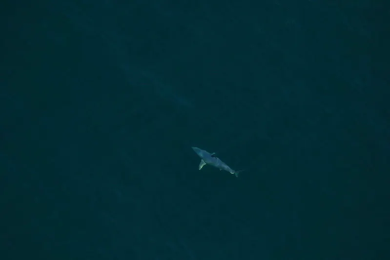 A shortfin mako shark spotted approximately 22NM off Cumberland Island, GA on Mar. 20, 2017.