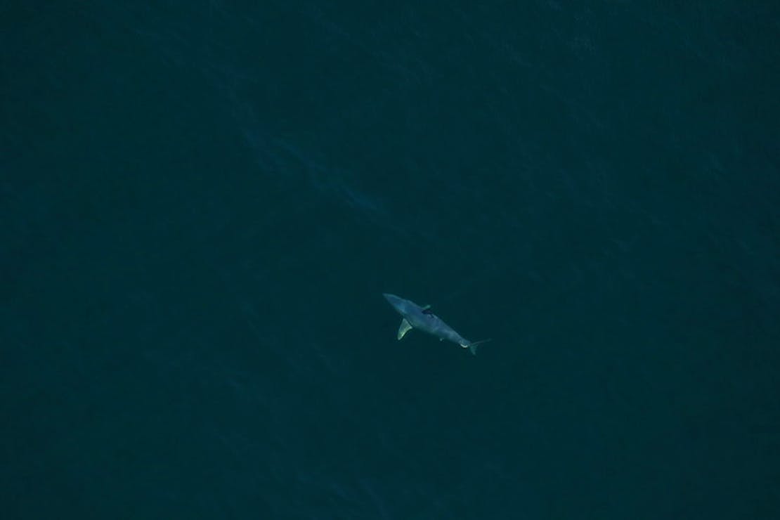 A shortfin mako shark spotted approximately 22NM off Cumberland Island, GA on Mar. 20, 2017.