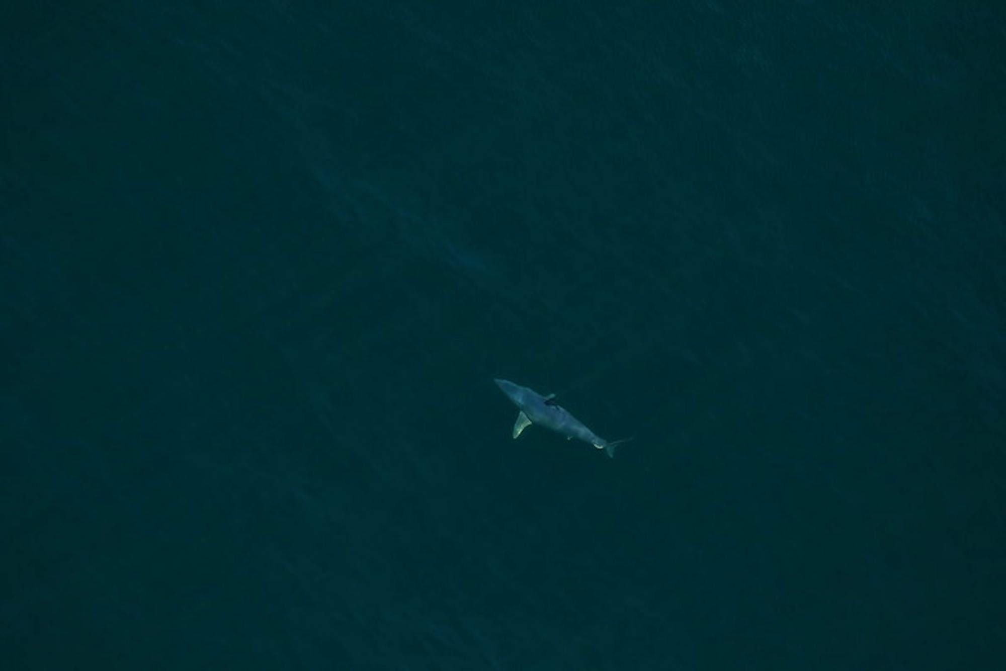 A shortfin mako shark spotted approximately 22NM off Cumberland Island, GA on Mar. 20, 2017.