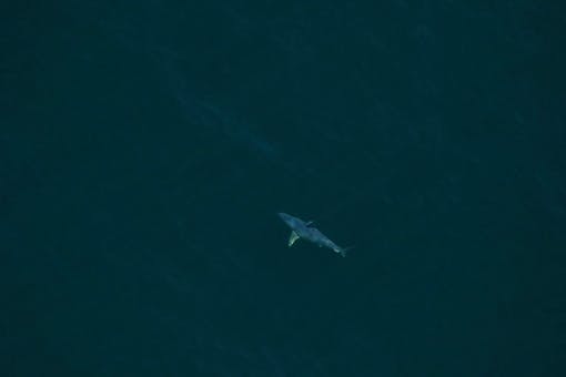 A shortfin mako shark spotted approximately 22NM off Cumberland Island, GA on Mar. 20, 2017.