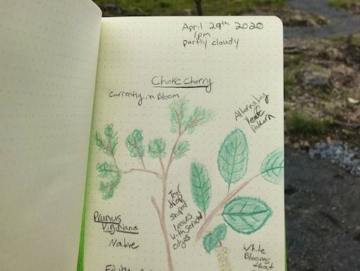 Nature journal