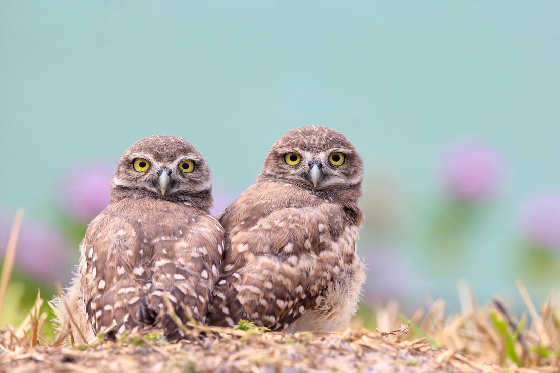 Two burrowing owlets on the ground